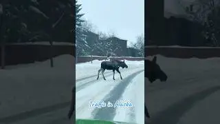 Just your typical traffic in Alaska.    #alaska #wildlife #alaskawildlife #alaskalife #jeepwrangler