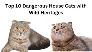 Top 10 Dangerous House Cats with Wild Heritages