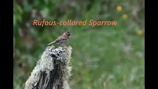 Rufous-collared Sparrow    in Cosata Rica 2025