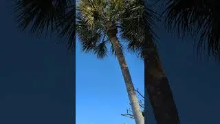 Barking Squirrel