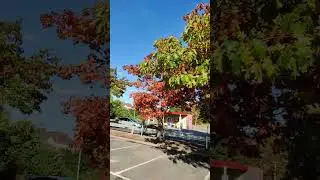 Look at these colours of the lovely Fall 2022 #london #shorts #wanderer #fall #walkforlife #autumn