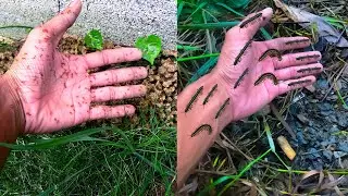 Amazing Insect Discovery! Fire Ants Attack, Yellow Spotted Millipede & Toad Hidden