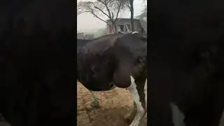 Abscess Formation in Cow #cow #abscess #cows #dairy
