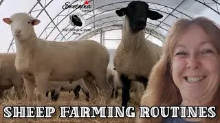 Final Preparations Before Lambing Season Starts 