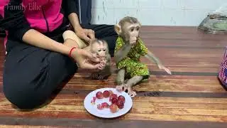 So adorable baby monkey feeling lovely that mummy take care and sharing food to eating delicious