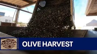 Made In Arizona: Queen Creek Olive Mill