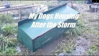 After the storm are the dogs alright? Clay Tall Stories~Snap-Vlog 10