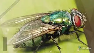10 Most Dangerous Insects Alive Today _ AJTech Official