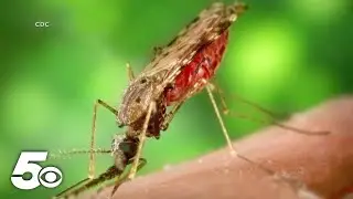 Cases of malaria confirmed in the US after decades
