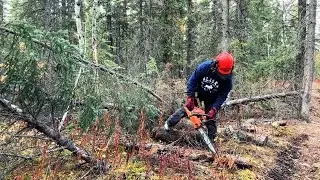 Fall in the Yukon is the best time of year!