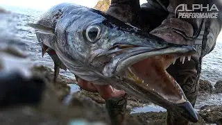 SPEARFISHING Giant Barracuda in 3m Shallow Reef Hunting Speargun Action