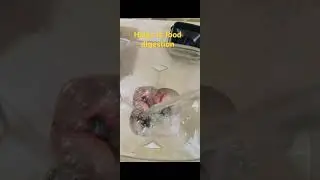 Fresh Plum Juice|Aloo Bukhara Sharbat|آلو بخارہ شربت|drink promote blood #shorts #plum #trending #1m