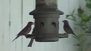 Nature In Motion