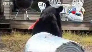 American black bears are unwanted house guests - David Attenborough  - BBC wildlife