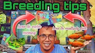 Fish Farming/How to earn money/how to multiply fish easy