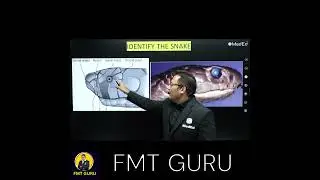 Identify the snake by your FMT GURU#snake #snakesofinstagram #snakereels #FMT #fmtguru #forensicguru