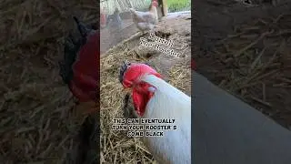 My Rooster Is Turning Black? #rooster