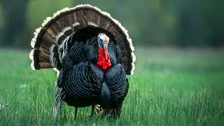 1 Hour Merriam Turkey Hunts | Spring Thunder | Merriam Turkey Hunts