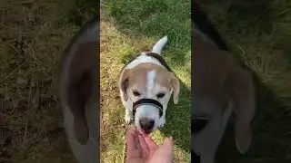 come for a walk with us! #beagle #viral #dog #sombr #dogwalk #dogwalking #cutedog