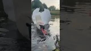Swan and cygnets morning feed #shotoniphone #nature #beautifulnature #asmr #wildlife #swan #cygnets