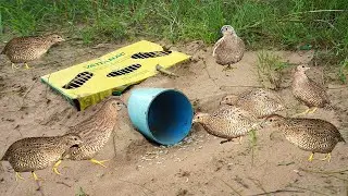 Build Simple Unique Underground Bird Trap Using Pipe With Box - Deep Hole Unique Quail Trap