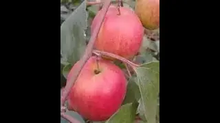 Apple Ber Plant Farming short //Apple Ber Nursery   . #short Part-1