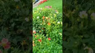 Clive Square Garden - Hawke's Bay NZ #newzealandnature #travel #nature #flowers