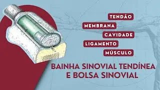 Bolsa Sinovial e Bainha Sinovial Tendínea | Anatomia Veterinária | Anatomia Animal