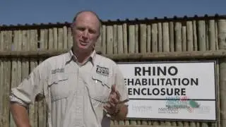 Medivet Rhino - Orphaned rhino update at our Rehabilitation Enclosure
