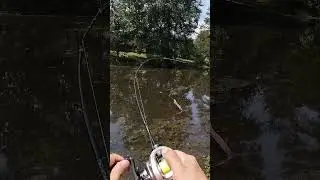 I love BFS Fishing