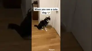 Cute Dog Alert ‼️🚨#husky #dogshorts #subscribe #recommended #share #dog #pets #funny #foryou  #fyp