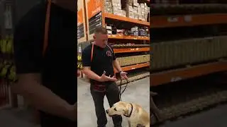 Best place to socialize your dog and proof off of distractions