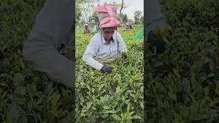 Chai patti factory mein kaise banti hai ? #chaipatti #tea #shorts
