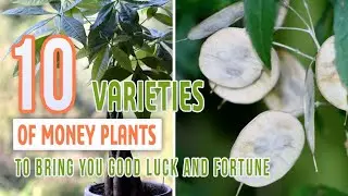 10 Varieties Of Money Plants To Bring You Good Luck And Fortune