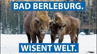 Die Wisent-Welt in Bad Berleburg: Wisente in freier Wildbahn | checkpott.clip