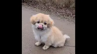 Tibetan Spaniel pup afraid of Chihuahua! #shorts