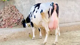 Cholistani Friesian Cross Cow | Cholstani Frizan Cross Cow | Girlendo Cholistani Cross Cow