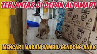 RESCUE KITTEN DI BUANG DI DEPAN ALFAMART // KEADAAN NYA SANGAT MENYEDIHKAN !!