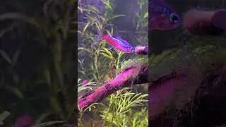 Meet My Aquatic Friends! Tetra, Shrimp, and More 🌿🐟 #fishtank #shrimp #tetrafish #tangfish