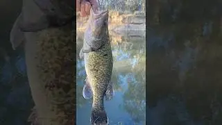 Cobrawonga creek cod