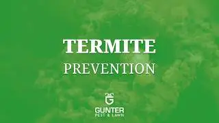 Termite Prevention | Gunter Pest & Lawn | Kansas City
