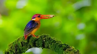 African Birds 24/7 Live Stream | Rare & Exotic Wildlife with Real Nature Sounds (No Music)