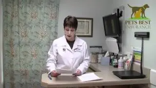 The Cat Doctor for Pets Best Insurance: All About Feline Asthma