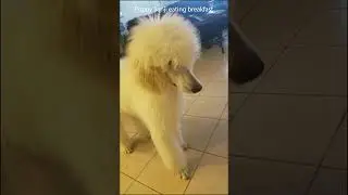 Watch this adorable puppy poodle's raw meat feast! 🐾🥩 #dog #poodle