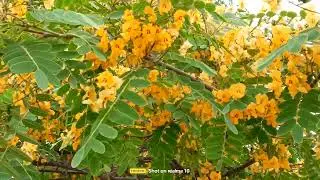 ISRAEL ALMIGHTY GOD IS WITH YOU:Tipu, Tipuana Tipu ,have golden blossom,welcoming summer in Israel🇮🇱