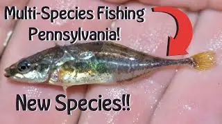 New Fish Species Caught In Eastern Pennsylvania! (Life-List Microfishing!)