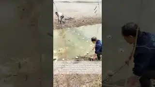 Traditional Net Fishing: Two Farmers Working in Harmony Across a Stream