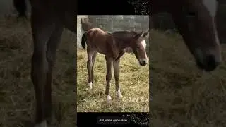 Foals 2024 of C-Jay Z