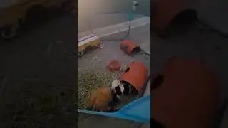 Guinea pigs playing, popcorning, and rumble strutting.