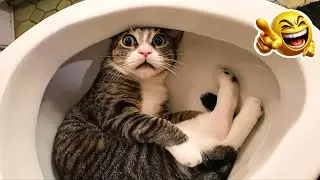 You Laugh You  Lose 😅 Best Funny Cats and Dogs Videos 😹🐶